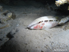 Parupeneus forsskali (Rotmeerbarbe) und Siganus rivulatus (Rotmeerkaninchenfisch)